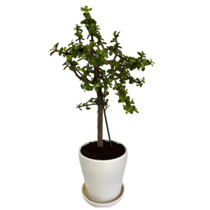 עץ הכסף בכלי