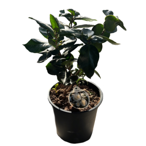 עציץ קמליה לבן