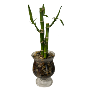 לאקי במבוק בכלי