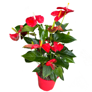 עציץ אנטוריום