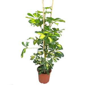 עציץ שפלרה מגוונת