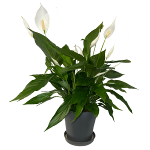 עציץ ספטיפיליום