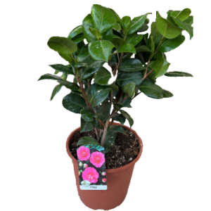 עציץ קמליה ורוד