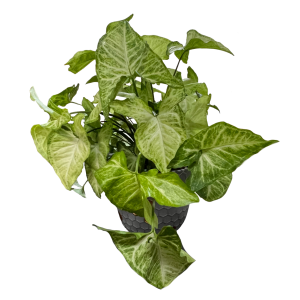 עציץ סינגוניום