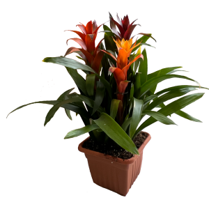 קוקטייל גוזמניה