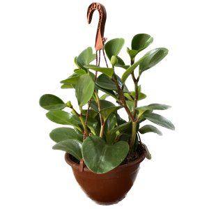 עציץ פפרומיה נתלה