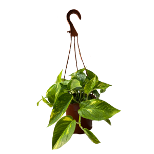 עציץ פוטוס נתלה