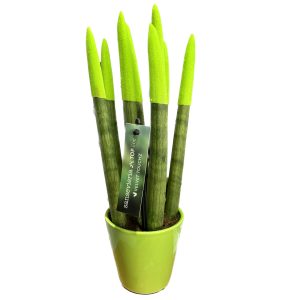 סנסיווריה ירוקה