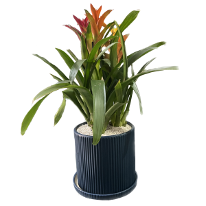 עציץ שלשת גוזמניה בכלי