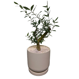 עץ זית ננסי בכלי