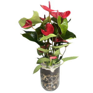 עציץ אנטוריום בואזה