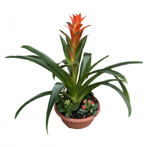 קוקטייל גוזמניה