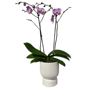 סחלב - 2 ענפים