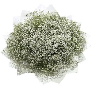 זר גיבנסית לבנה