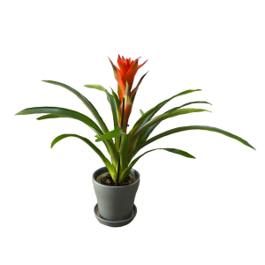 עציץ גוזמניה