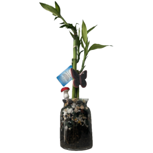 עציץ לאקי במבוק