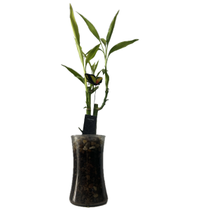 עציץ לאקי במבוק ארובה