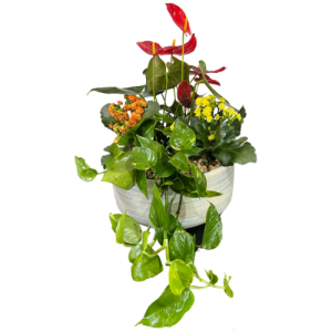 קוקטייל עציצים