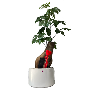 עץ האהבה בונזאי